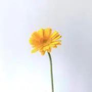はの画像