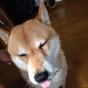 YGO