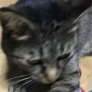 Maの画像