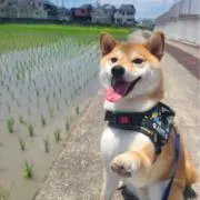 たかしぃくの画像