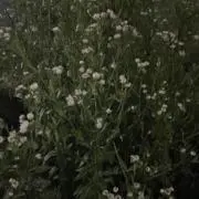@の画像