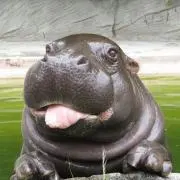 Hippopoの画像