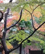 ぽよお