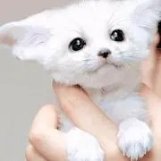 ショウタの画像