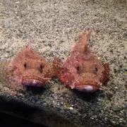 ダンゴ虫