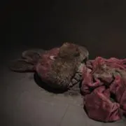 Sの画像
