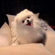 ssの画像