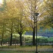 Luckの画像