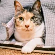 yoshiの画像