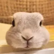 ポピー特戦隊の画像
