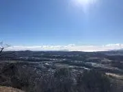 かしの画像