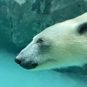 シロクマくんの画像
