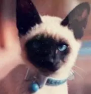 おきみの画像