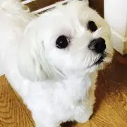 レオくん