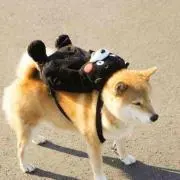 ちかちゃんの画像
