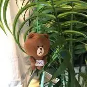 サリーの画像