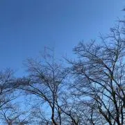 キウイの画像