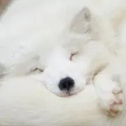 しろの画像