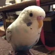 みぃー