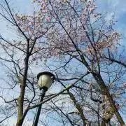 ななこの画像