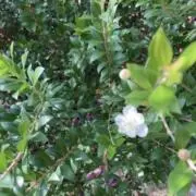 Myrtusの画像