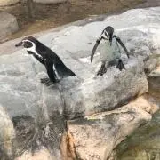 （≧∇≦）の画像