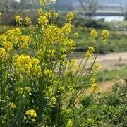 greengreenの画像