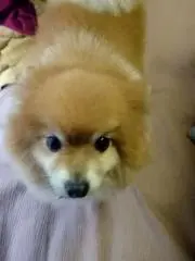 ライの画像