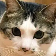 れおまる