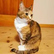 サビネコりん