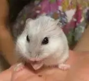 ゆでたまごの画像
