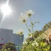 COSMOS