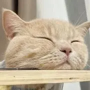 moonchanの画像