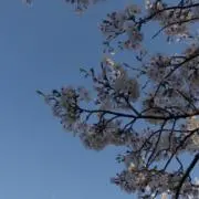 まさ