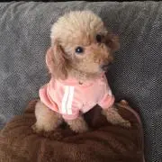 わんこの画像