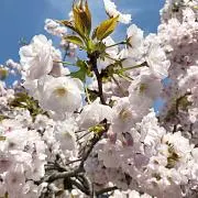 こはるの画像