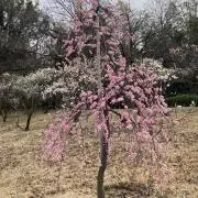りっちゃん