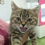そばゆの画像
