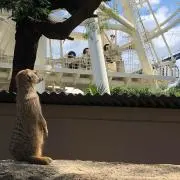 タイガースマイル