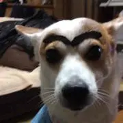 秋峰葉露