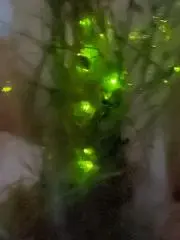 ホタル
