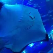 エイたん