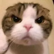 あみ