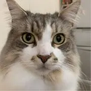 ひつじ子
