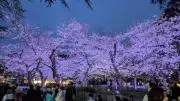 外内山桜子の画像