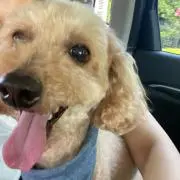 yukiの画像