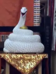 ホワイトスネークの画像