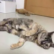 ネコレスラー