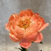 メリゼの画像