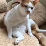 なの